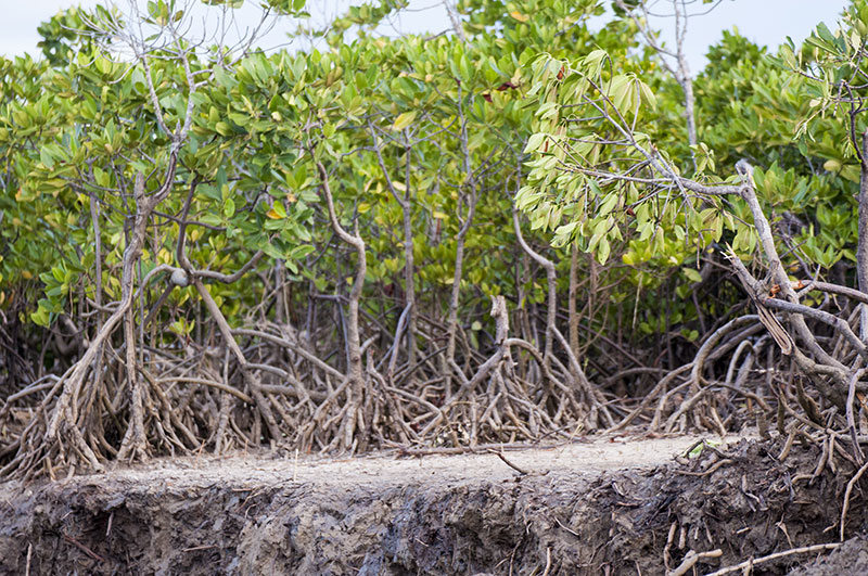 Madagascare mangrove