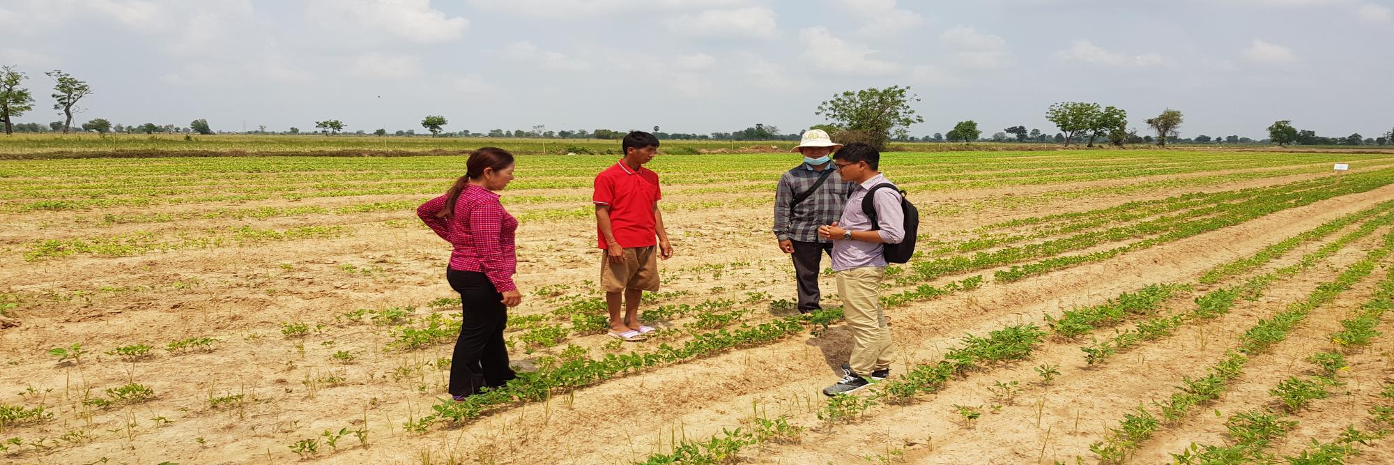 Veata Mey sur le terrain, dans un champs d'essais de haricots mango